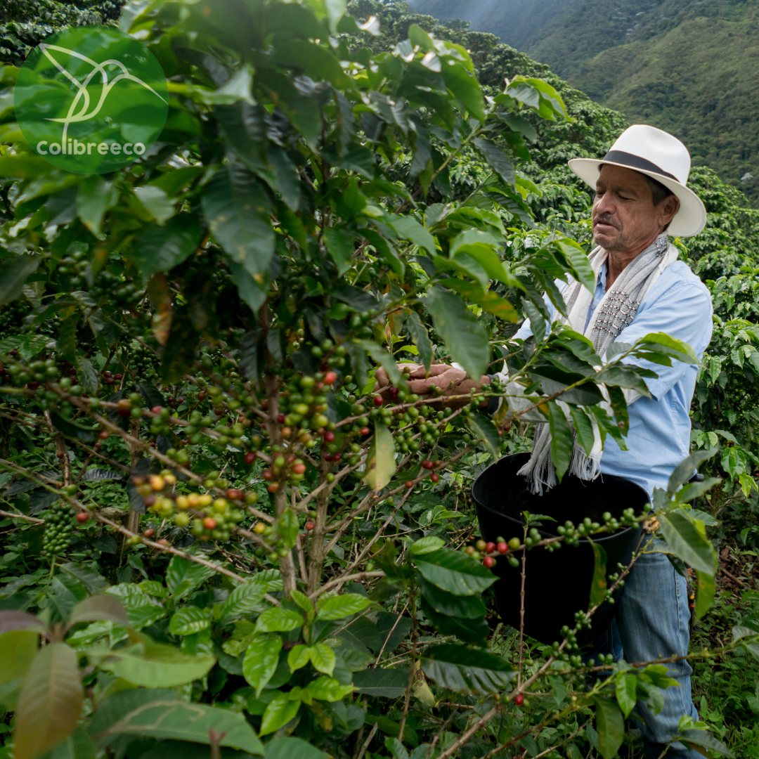 Colombian Coffee, Gold Supreme