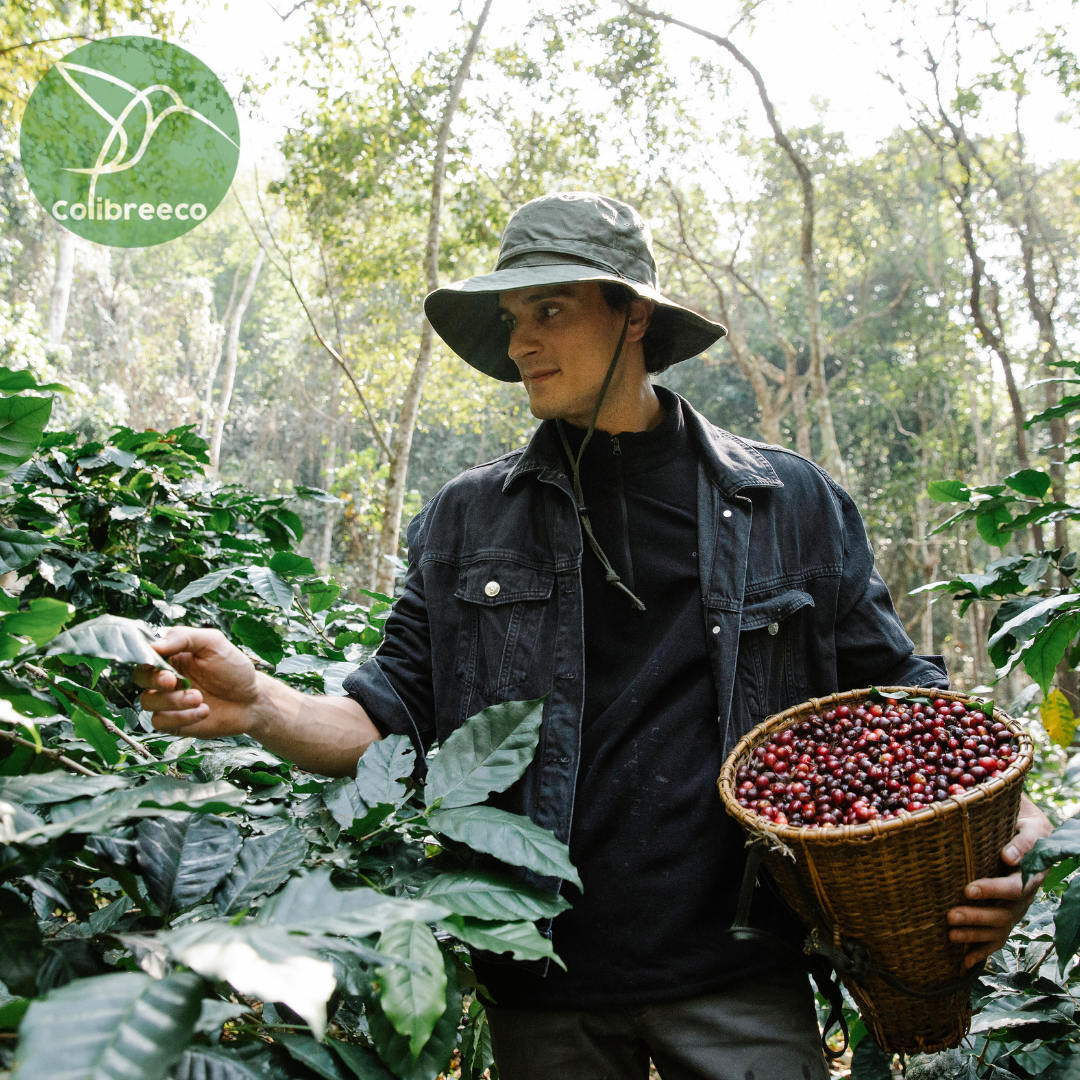 Colombian Coffee, Mix Selection